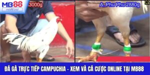 Đá Gà Trực Tiếp Campuchia - Xem Và Cá Cược Online Tại MB88