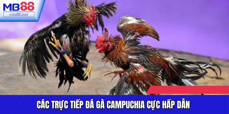 Các trận đấu trực tiếp đá gà Campuchia tại MB88 cực hấp dẫn