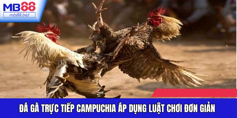 Đá gà trực tiếp Campuchia áp dụng luật chơi đơn giản