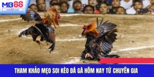 Mẹo Soi Kèo Đá Gà Hôm Nay - Chia Sẻ Từ Chuyên Gia Của MB88