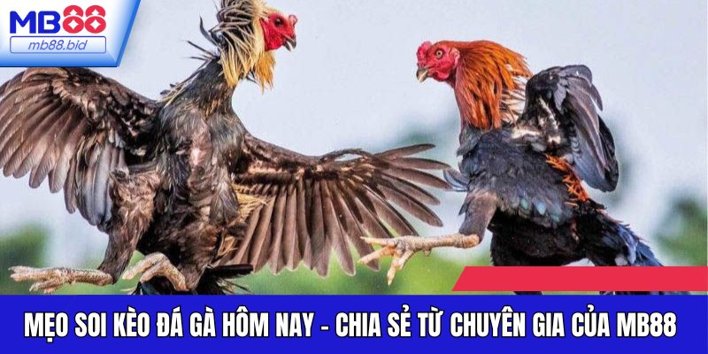 MB88 cung cấp nhiều loại cược đá gà ấn tượng
