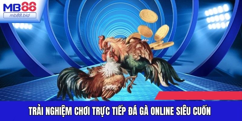 Trải nghiệm chơi trực tiếp đá gà online siêu cuốn