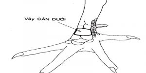 Vảy gà vấn cán và cách nhận biết